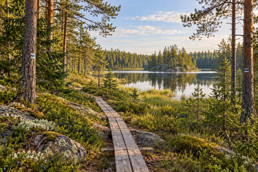 Symbolische Wald- und Seenlandschaft in Westfinnland